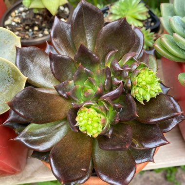 Echeveria Black Prince