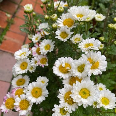 Chrysanthemum Paludosum 'Chalet'