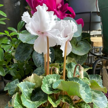 Cyclamen persicum