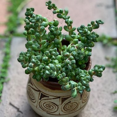 Crassula elegans