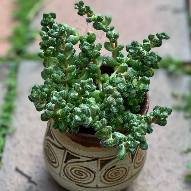 Plant image Crassula elegans