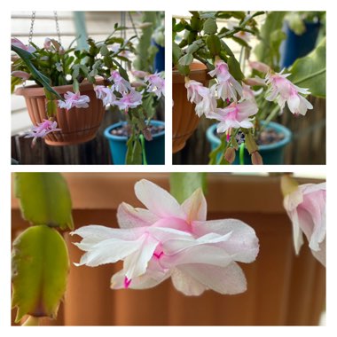 Schlumbergera truncata Malissa