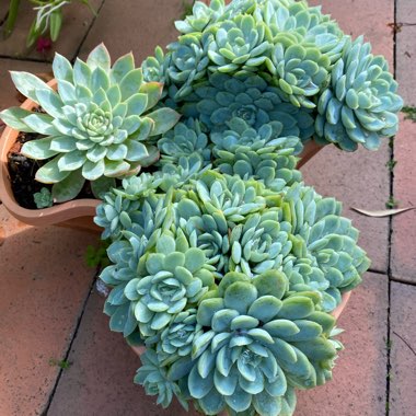 Echeveria Elegans