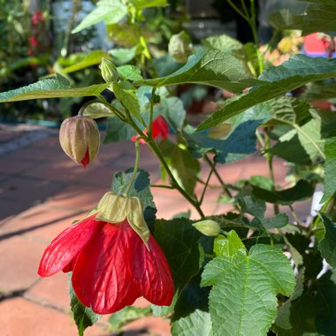 Abutilon 'Nuabred' (Lucky Lantern Series) syn. Abutilon 'Lucky Lantern Red'