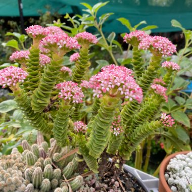 Crassula 'Green Pagoda'