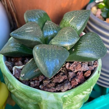 Haworthia emelyae var. comptoniana