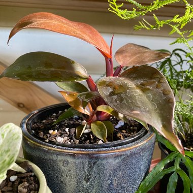 Philodendron 'Imperial Red' syn. Philodendron erubescens 'Imperial Red'