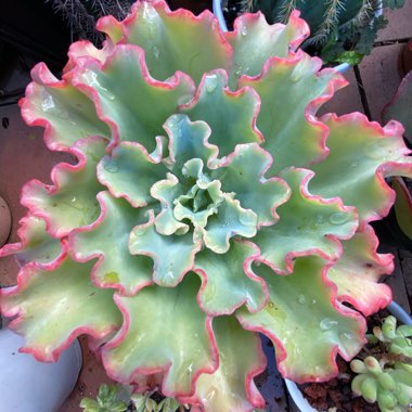 Echeveria Blue Butterfly