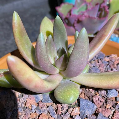 x Pachyveria Flambeau