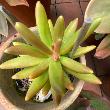 Pachyphytum viride