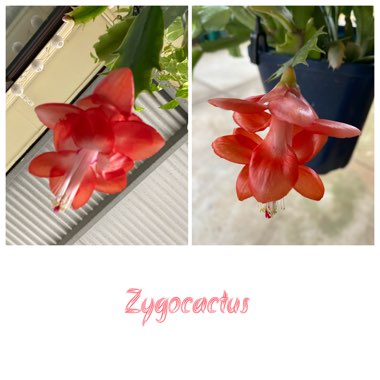 Zygocactus Fireball