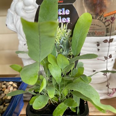 Phlebodium aureum