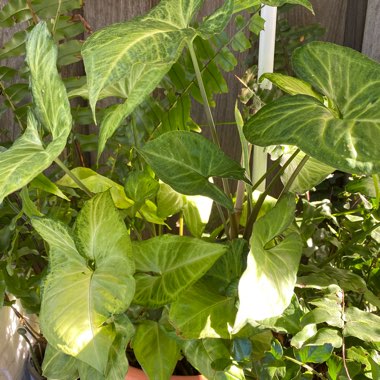 Syngonium podophyllum 'White Butterfly'