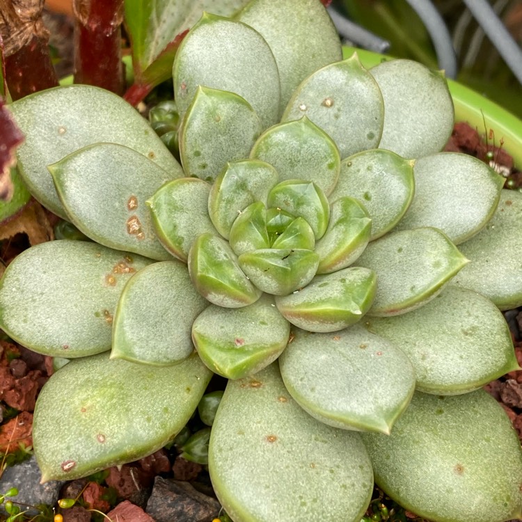 plant image 1298601