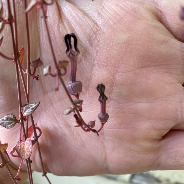 Plant image Ceropegia Woodii 