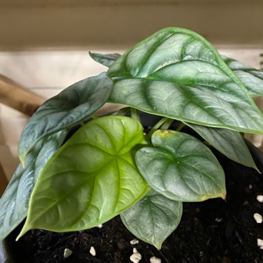 Alocasia 'Silver Dragon'