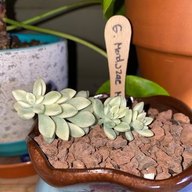 Graptopetalum Mirinae Variegata