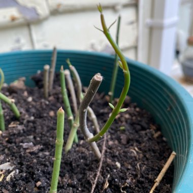 Ceropegia ampliata