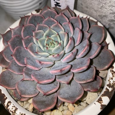 Echeveria Cuspidata Var. Zaragozae Pink Form