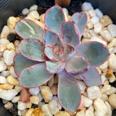 Echeveria Hera