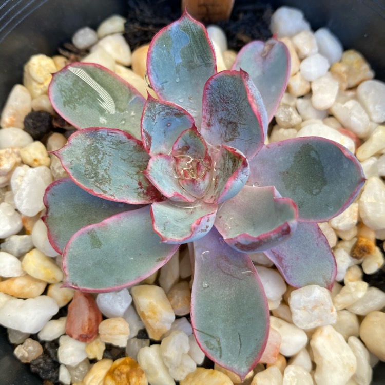 Plant image Echeveria Hera