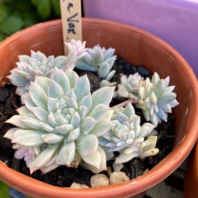 Echeveria Prolifica Varigata, Echeveria 'Prolifica Variegated ...