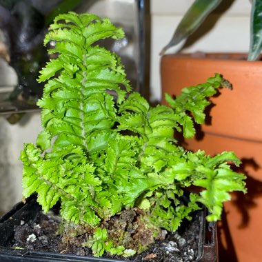 Nephrolepis exaltata