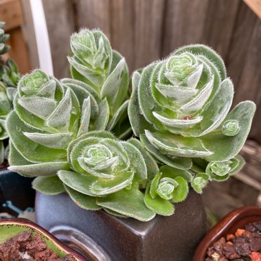 Crassula Tomentosa var. Glabrifolia