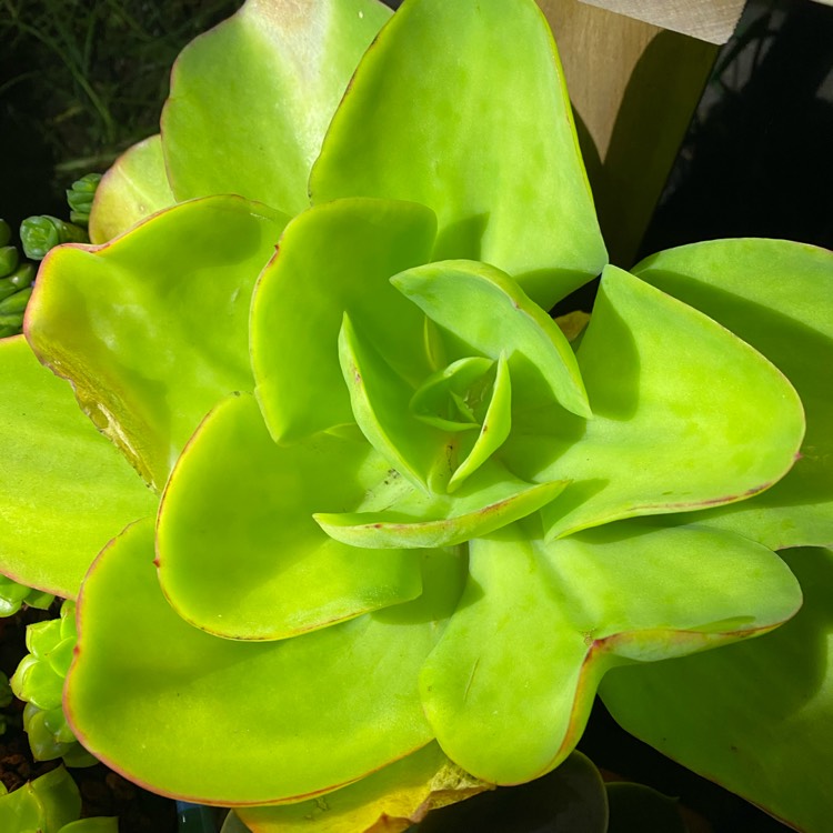 Plant image Echeveria Pallida