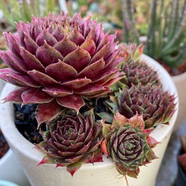 Sempervivum Marland Beauty