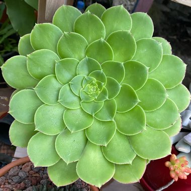 Aeonium Canariense var. Subplanum