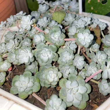 Sedum spurium 'Silver Blob'