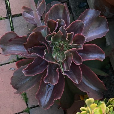 Echeveria Pappys Rose