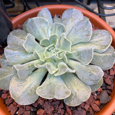 Echeveria Doppler