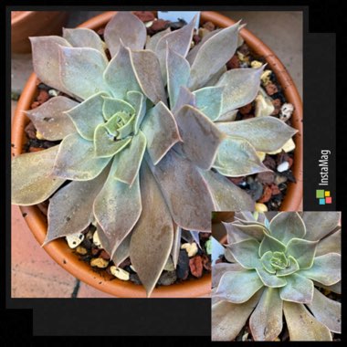 Echeveria Linda Jean