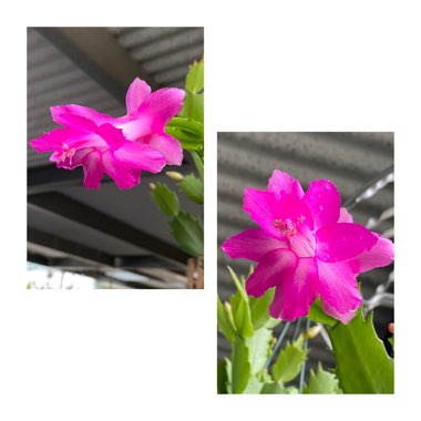 Schlumbergera truncata Party Girl