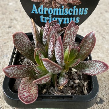 Adromischus Trigynus cv. Calico Hearts