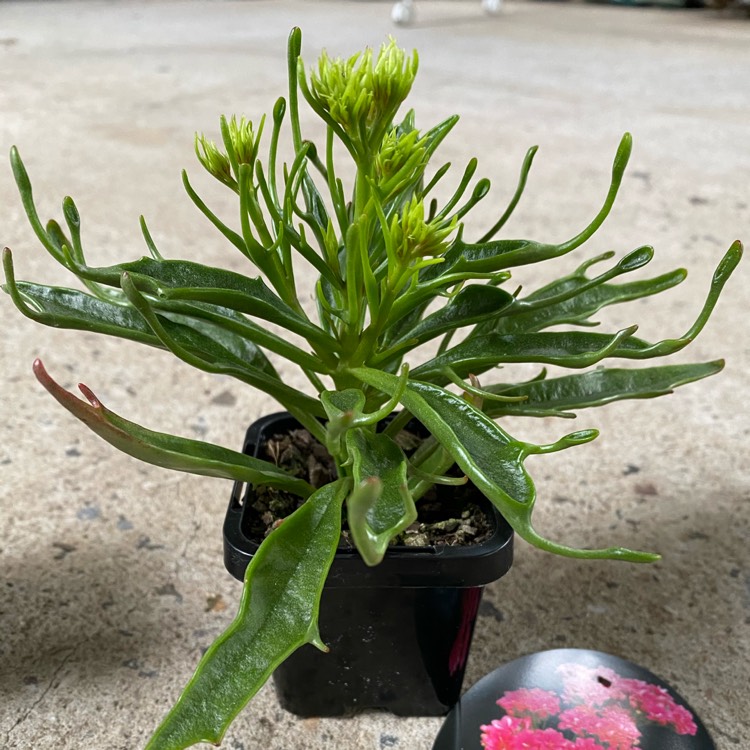 Plant image Kalanchoe katapifa 'Tarantula'