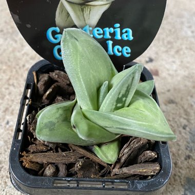 Gasteria Green Ice