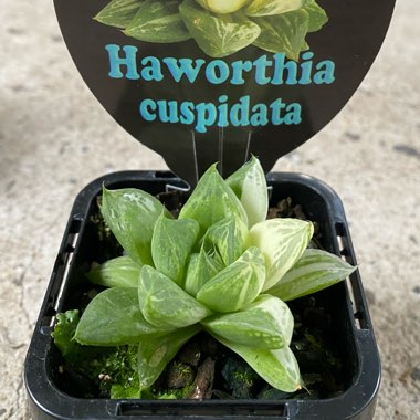 Haworthia Cuspidata Variegata