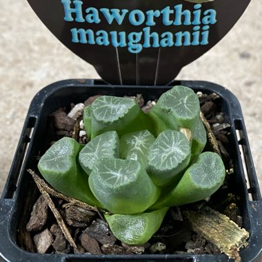 Haworthia truncata hybrid maughanii