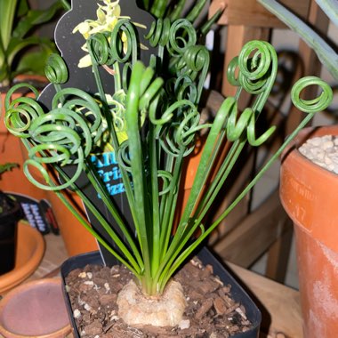 Albuca spiralis 'Frizzle Sizzle'