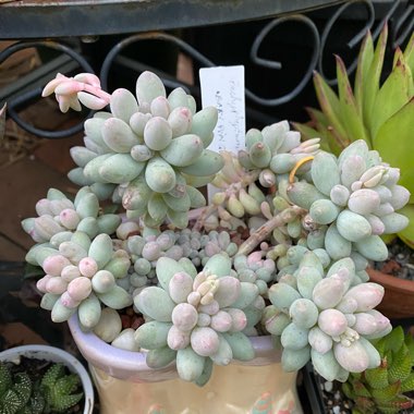 Pachyphytum Rzedowskii