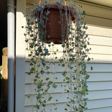 Dichondra argentea 'Silver Falls'