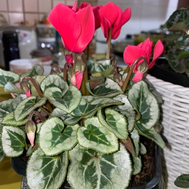 Cyclamen persicum