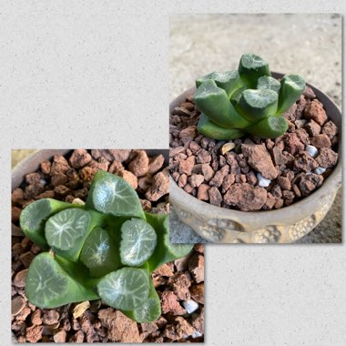 Haworthia truncata hybrid maughanii