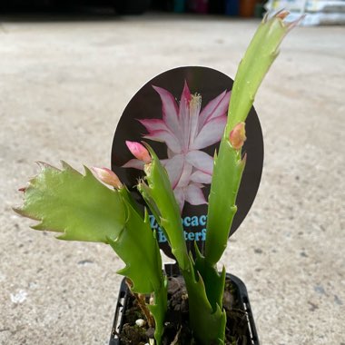 Schlumbergera truncata Madam Butterfly