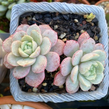 Echeveria subcorymbosa Lau 026