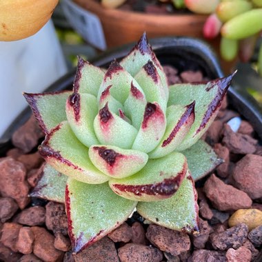 Echeveria Agavoides Ebony Hybrid