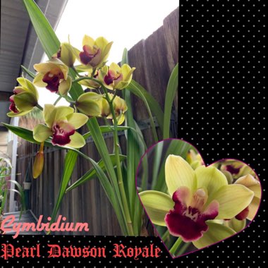 Cymbidium Pearl Dawson Royale